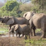 Las experiencias más inolvidables de un safari por Tanzania