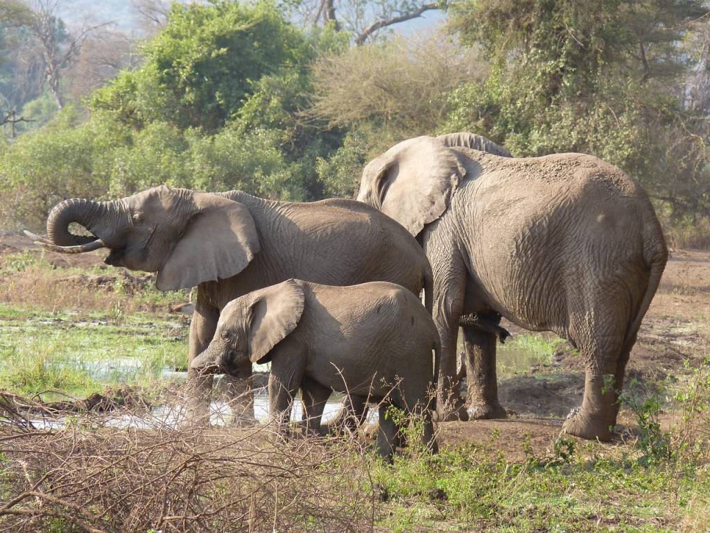 Las experiencias más inolvidables de un safari por Tanzania